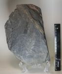 Alethopteris lonchitica