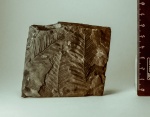 Alethopteris lonchitica