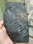 Alethopteris lonchitica