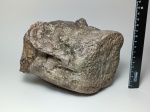 Эоцет Eocetus sp.