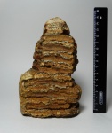 Таманский слон Archidiskodon meridionalis tamanensis Dubrovo, 1964.