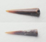 Зуб