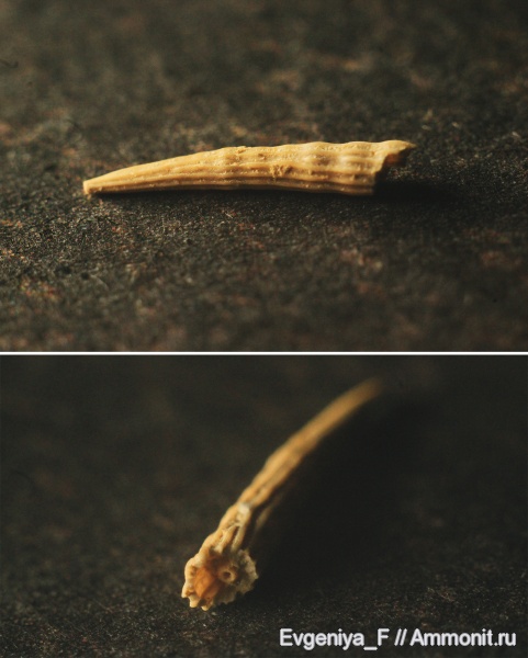 Foraminifera