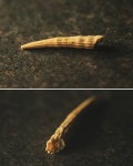 Foraminifera