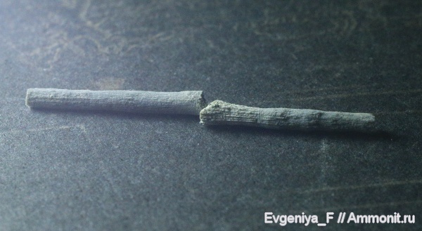 Foraminifera