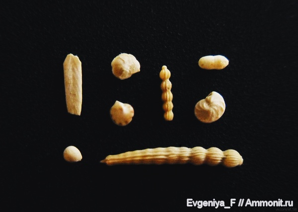 фораминиферы, Foraminifera