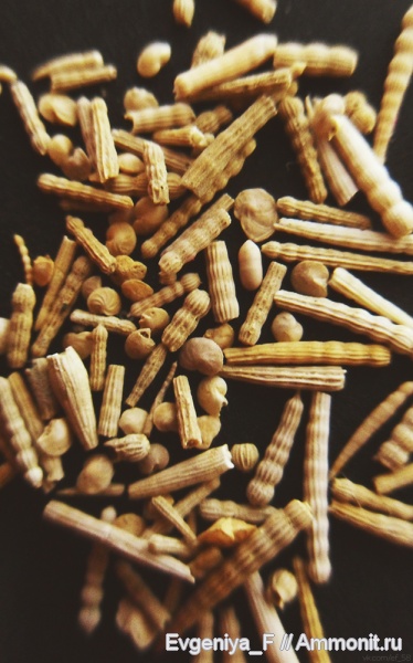 фораминиферы, Foraminifera