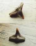 Морской ангел Squatina