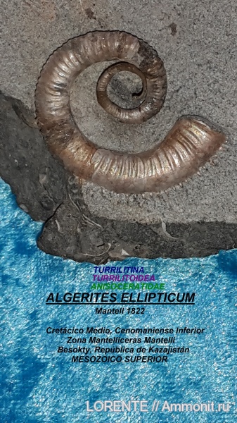 Turrilitina, Turrilitoidea, Anisoceratidae, Algerites