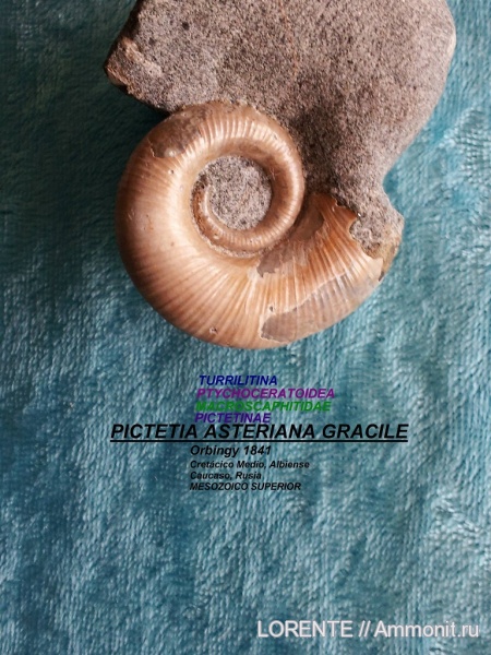 Macroscaphitidae, Turrilitina, Ptychoceratoidea, Pictetinae