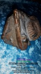 PTYCHOCERAS LASHENSIS