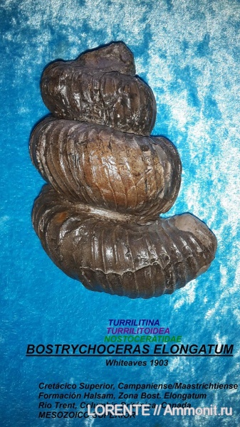 Bostrychoceras, Turrilitina, Turrilitoidea, Nostoceratidae