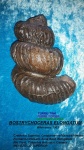 BOSTRYCHOCERAS ELONGATUM