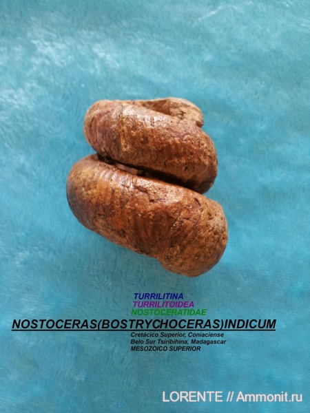 Bostrychoceras, Turrilitina, Turrilitoidea, Nostoceratidae