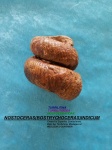 BOSTRYCHOCERAS INDICUM