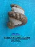 BOSTRYCHOCERAS OTSUKAI