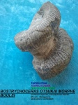 BOSTRYCHOCERAS OTSUKAI MORPHE BOULEI