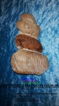 BOSTRYCHOCERAS POLYPLOCUM