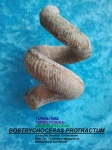 BOSTRYCHOCERAS PROTRACTUM