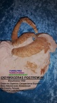 DIDYMOCERAS POSTREMUM
