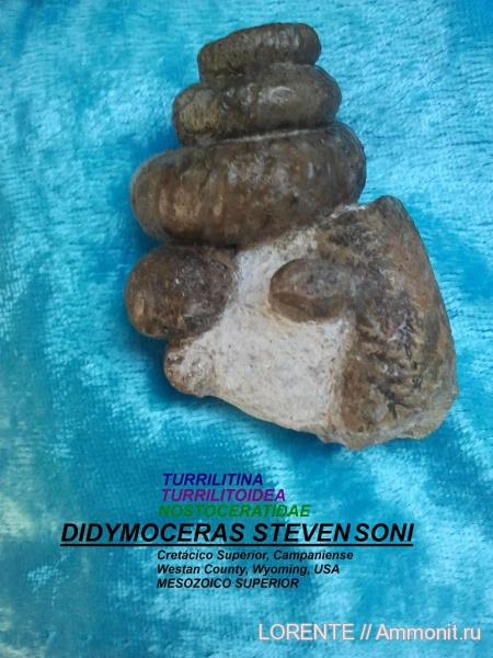 Turrilitina, Turrilitoidea, Nostoceratidae, Didymoceras