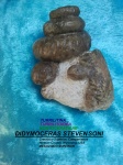 DIDYMOCERAS STEVENSONI