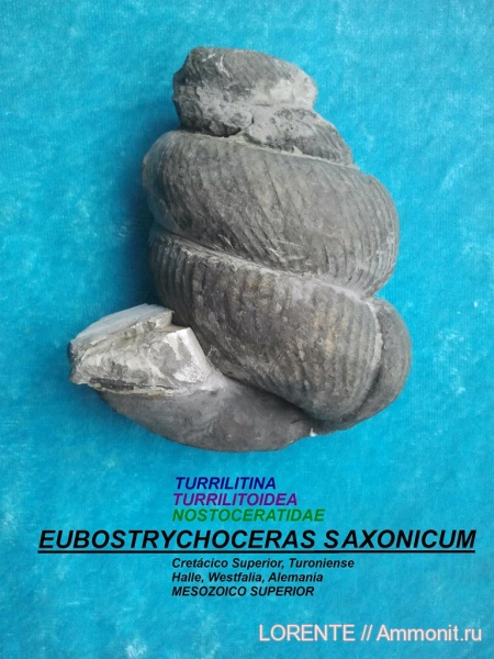 Turrilitina, Turrilitoidea, Nostoceratidae, Eubostrychoceras