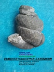 EUBOSTRYCHOCERAS SAXONICUM