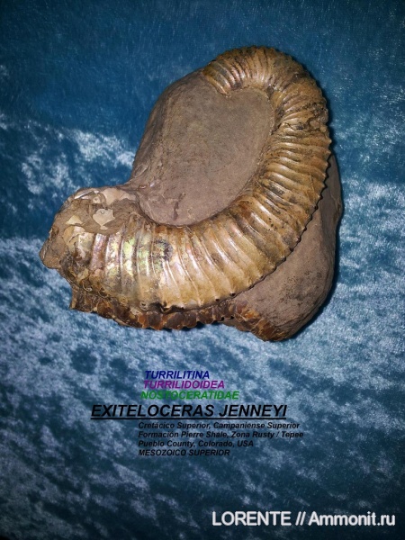 Turrilitina, Turrilitoidea, Nostoceratidae, Exiteloceras