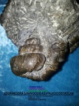 AINOCERAS PAUCICOSTATUM