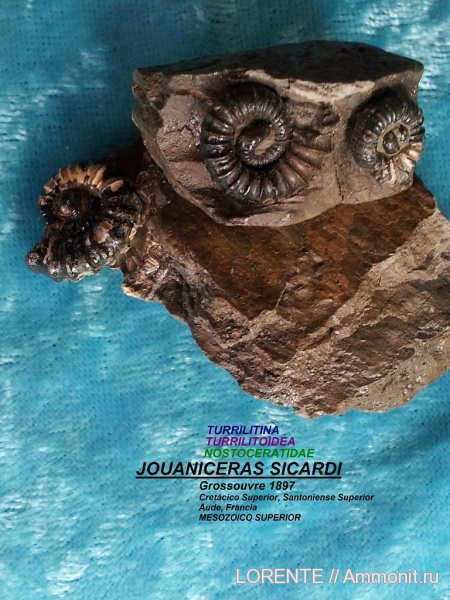 Turrilitina, Turrilitoidea, Nostoceratidae, Jouaniceras