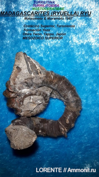 Turrilitina, Turrilitoidea, Nostoceratidae, Madagascarites