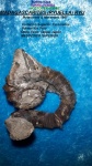 MADAGASCARITES RYU