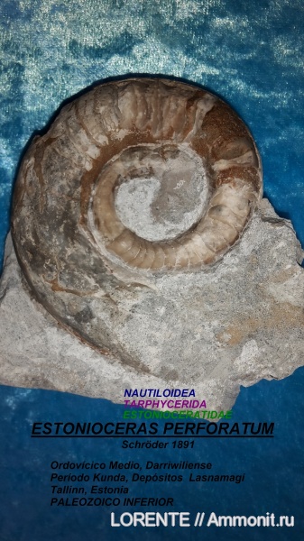 Estonioceras, Nautiloidea, Tarphycerida, Estonioceratidae