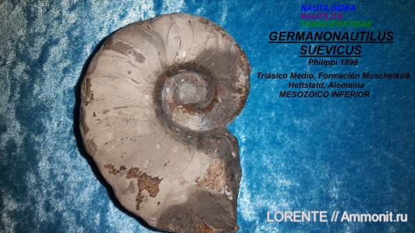 Nautiloidea, Nautilida, Tainoceratidae, Germanonautilus
