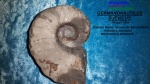 GERMANONAUTILUS SUEVICUS