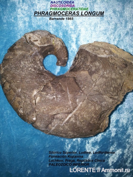 Nautiloidea, Discosorida, Phragmoceras, Phragmoceratidae