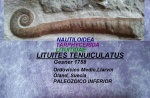LITUITES TENUICULATUS