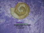 PEISMOCERAS PULCRUM