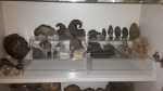 NAUTILOIDS