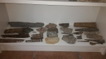 NAUTILOIDS