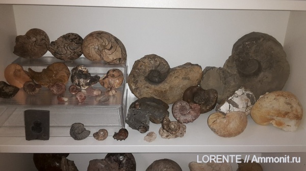 Nautiloidea