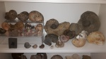 NAUTILOIDS