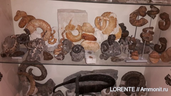 HETEROMORPHS