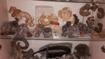 HETEROMORPHS