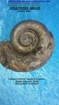CICATRITES ABICHI
