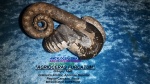 "ACRIOCERAS FURCATUM"