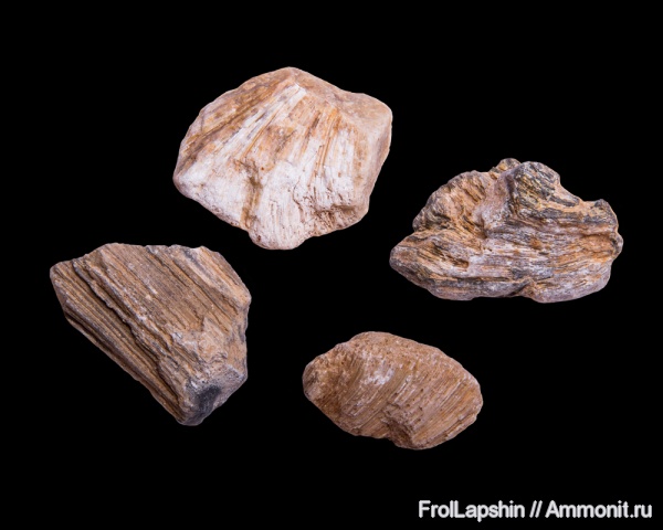 Chaetetes