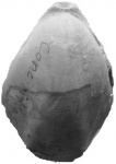 Concinnithyris