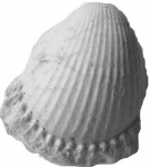 Ядро Limatula sp.